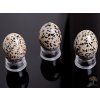 Yoni stone egg Dalmatian jasper #107 + base