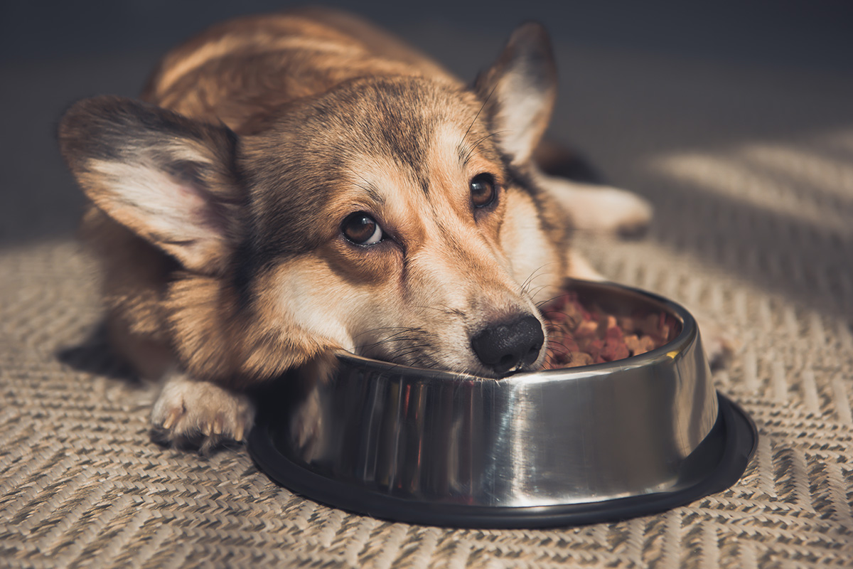 Proč pes nejí jeho hlavní jídlo, ale miluje pamlsky