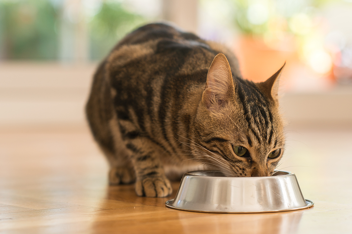 Co dělat když vaše kočka nechce jíst