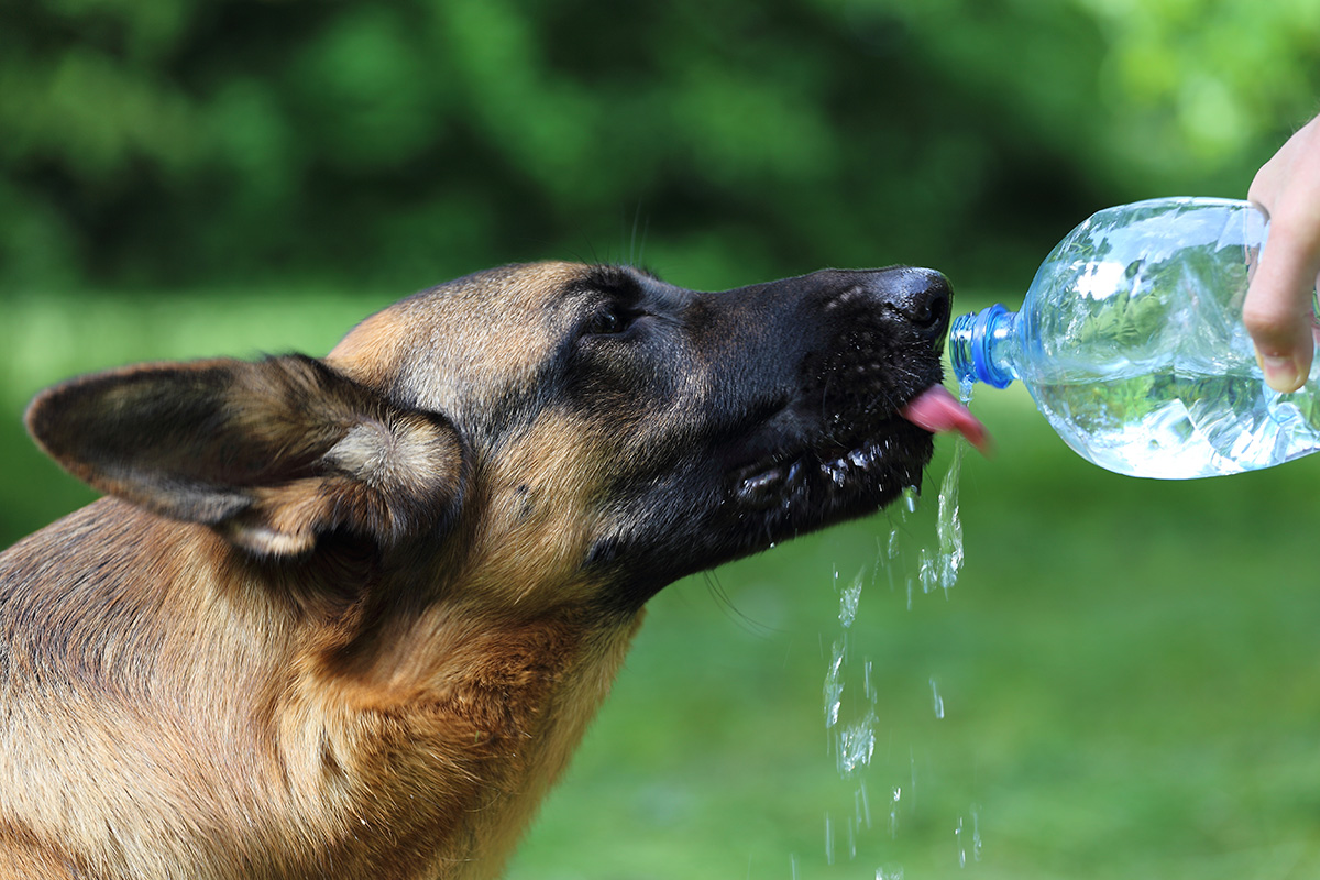 Proč pes pije více vody než obvykle