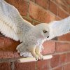 NN8965 Hedwig Owl Post Wall Decor Environment 6 scaled