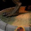 T Rex MiniCo Close 3