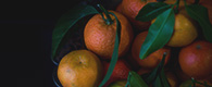citrusová