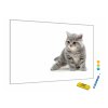 Kovová magnetická tabule - kočka