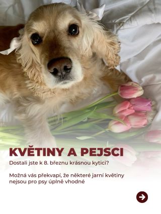 Na jaře a kolem 8. března se doma často objevují krásné kytice 🌷 Tulipány, narcisy nebo lilie dokážou udělat radost a...