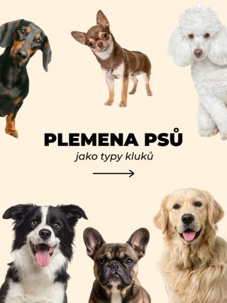 Každý pes má svoji osobnost… a upřímně? Kluci taky 🐶😂 Možná si říkáš, že je to jen sranda… ale docela to sedí, ne? Tak...