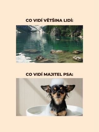 🐶 Přiznejme si to… pejskaři prostě vidí svět trochu jinak Co vidíte vy, ale lidem bez psa by to ani nepřišlo na mysl? 👇...