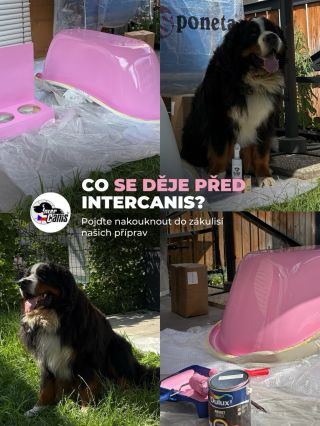Jak probíhají přípravy na Intercanis? 🎨🐶 Když se řekne příprava na veletrh, většina lidí si představí produkty nebo stavbu...