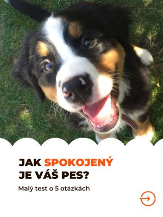 Jak spokojený je váš pejsek? 🐶 Odpovězte na 5 jednoduchých otázek, sečtěte body a podívejte se na výsledek 💛 Kolik bodů...