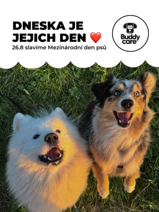 Dnes patří všem pejskům 🐶🤍 Těm malým i velkým, huňatým i skoro bez chlupů, klidným mazlíkům i těm, kteří mají energie na...