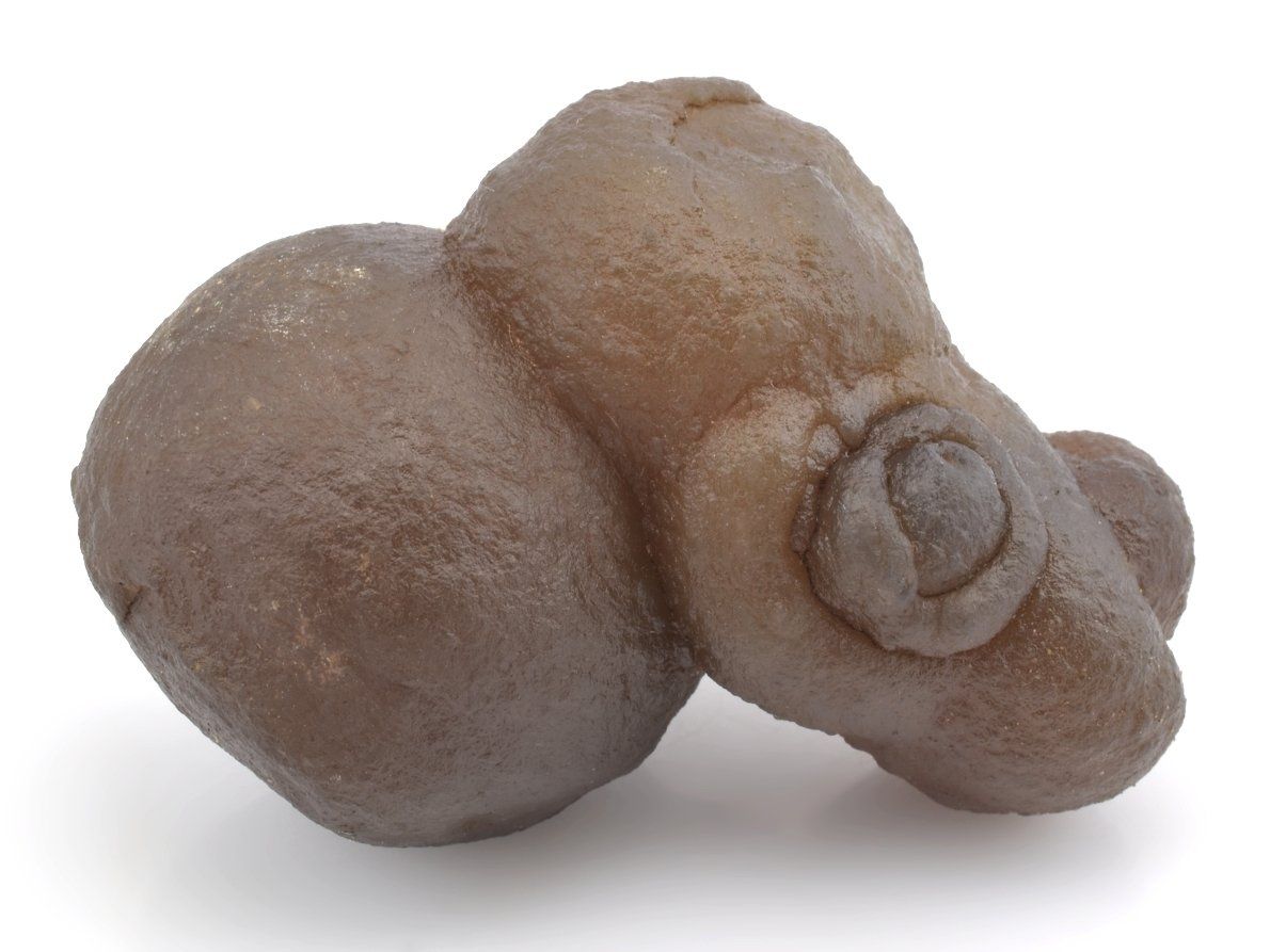 Chalcedon s voskovým leskem a fosilním původem.