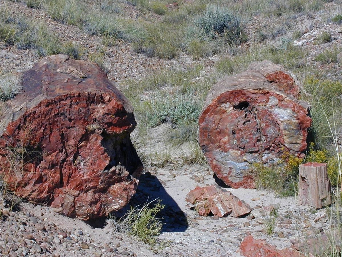 Barevné zkamenělé kmeny rozeseté v krajině národního parku Petrified Forest.