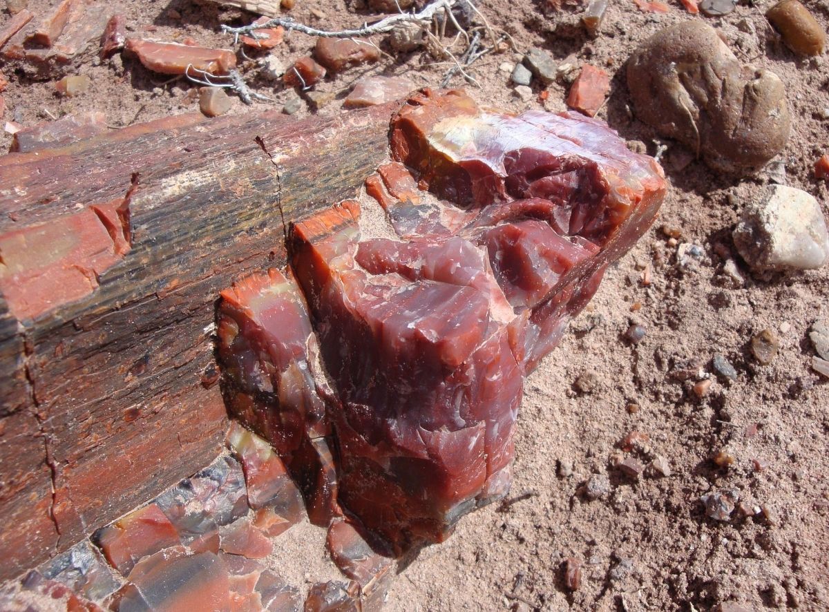 Detail zkamenělého dřeva z prehistorického lesa v americkém státě Arizona.