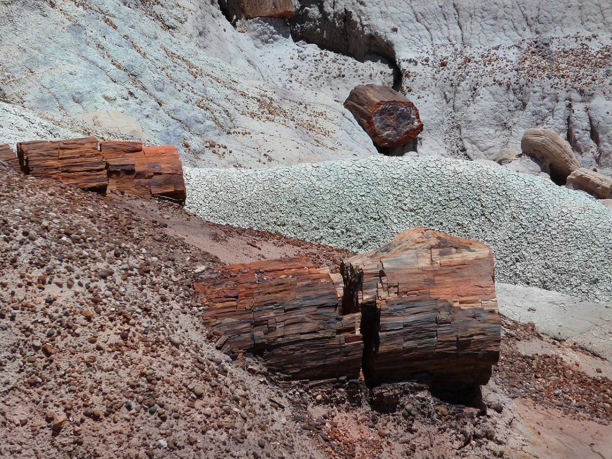 Prehistorické zkamenělé dřevo jako důkaz dávného lesa v Arizoně, USA.