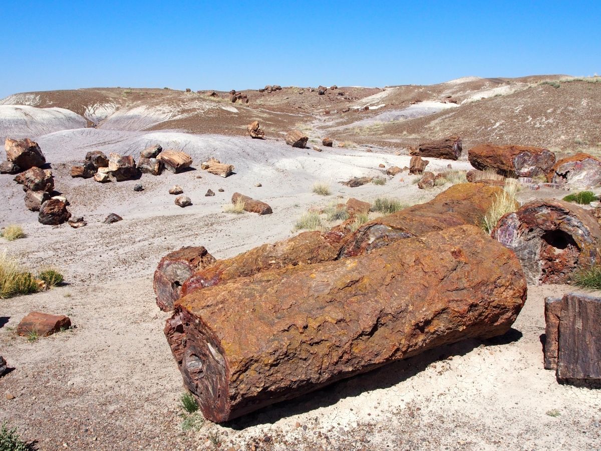 Pestré zkamenělé kmeny v pouštní krajině národního parku Petrified Forest.