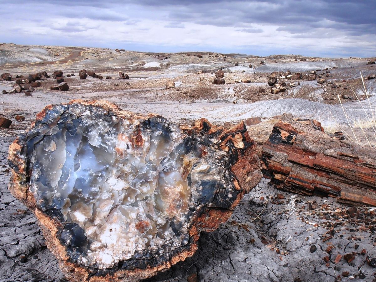 Zkamenělé kmeny stromů v národním parku Petrified Forest v Arizoně, USA.