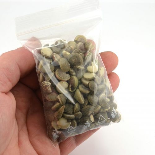 umbonium-shells-50g