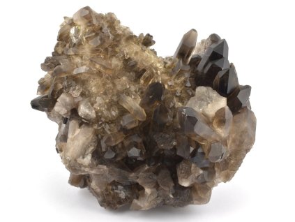 zahneda druza barzilie 1b