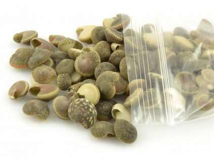 Umbonium shells (50g)