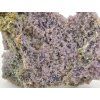 chalcedon sulawesi 5a