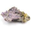 chalcedon sulawesi 5f