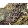 chalcedon sulawesi 4e