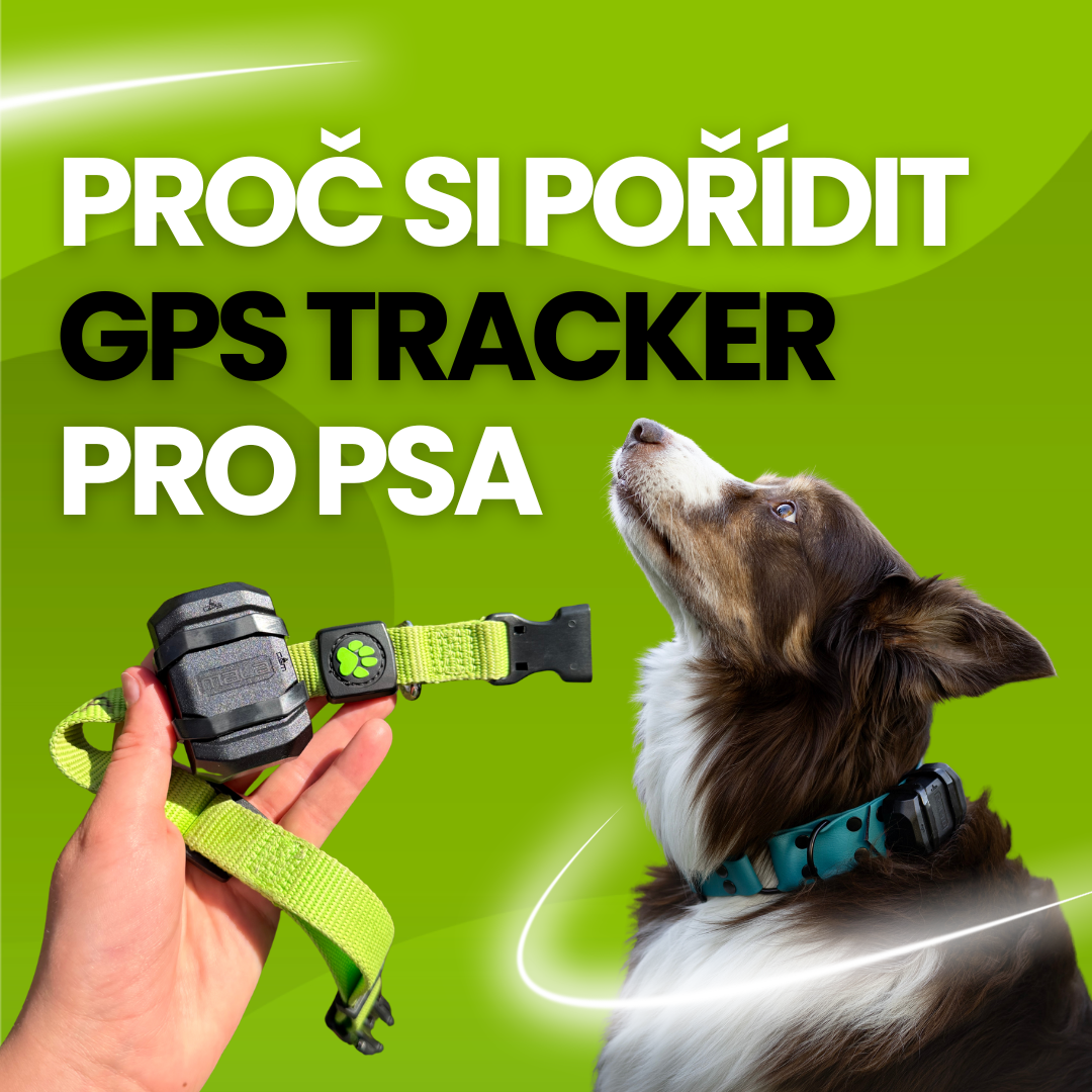 Proč si pořídit GPS tracker pro psa?