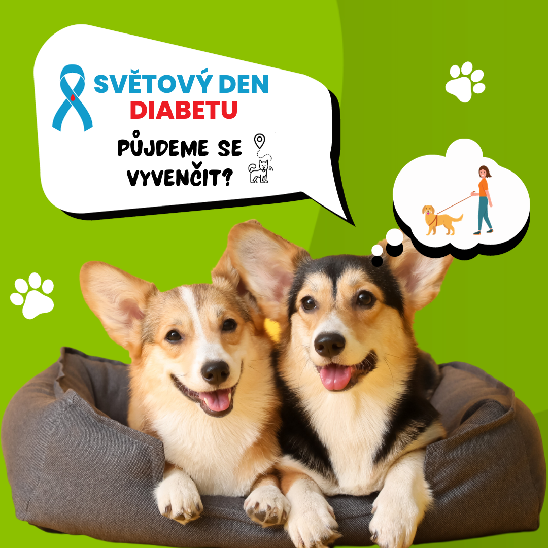 Světový den diabetu - běžte se vyvenčit a buďte zdraví!