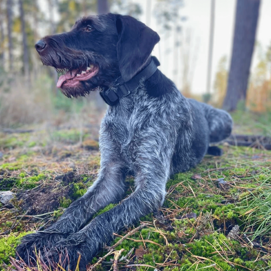 gps-tracker-pro-psy-mona