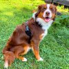 Bailey GPS tracker mala pro psy