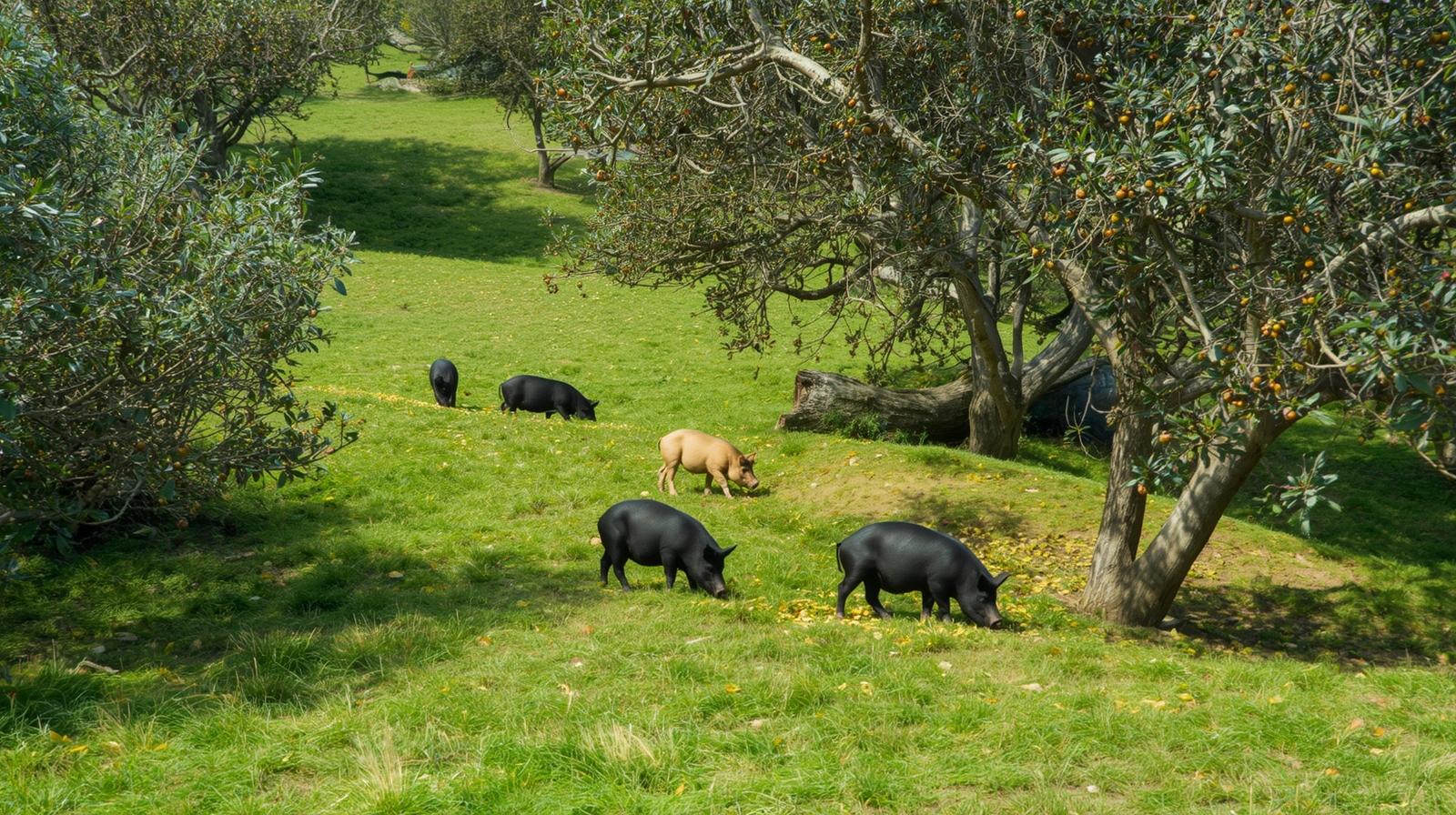 Co znamená Ibérico – původ, chov a etikety