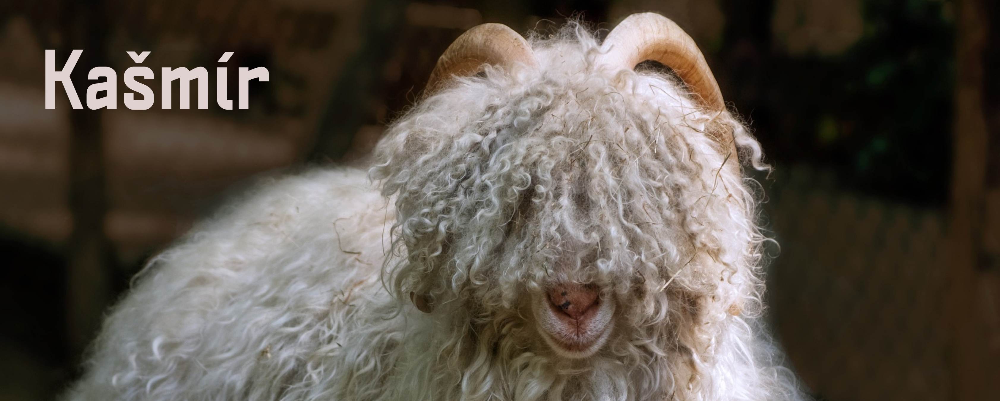 kašmír