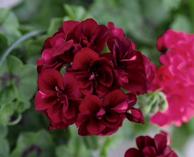Muškát-Pelargonie