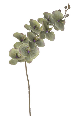 orchidej 90cm