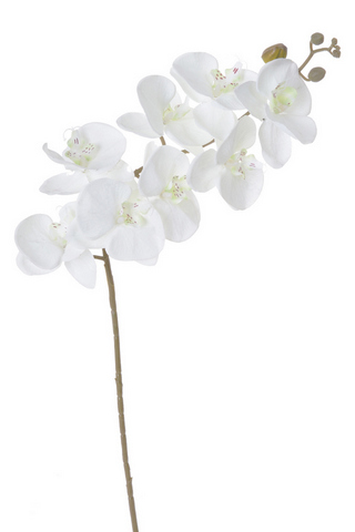 orchidej bílá