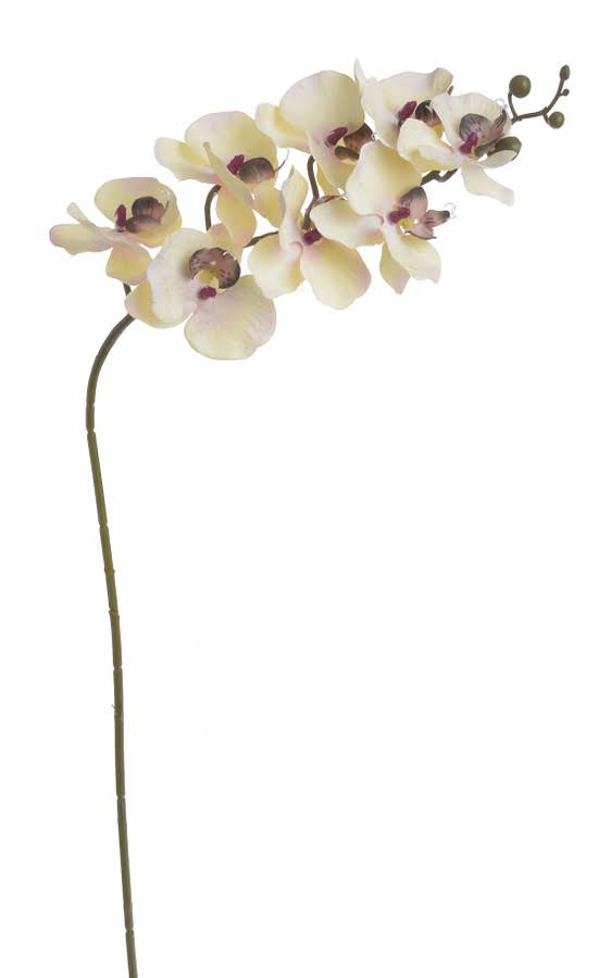 orchidej květy krémová