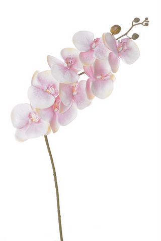 orchidej květy růžová