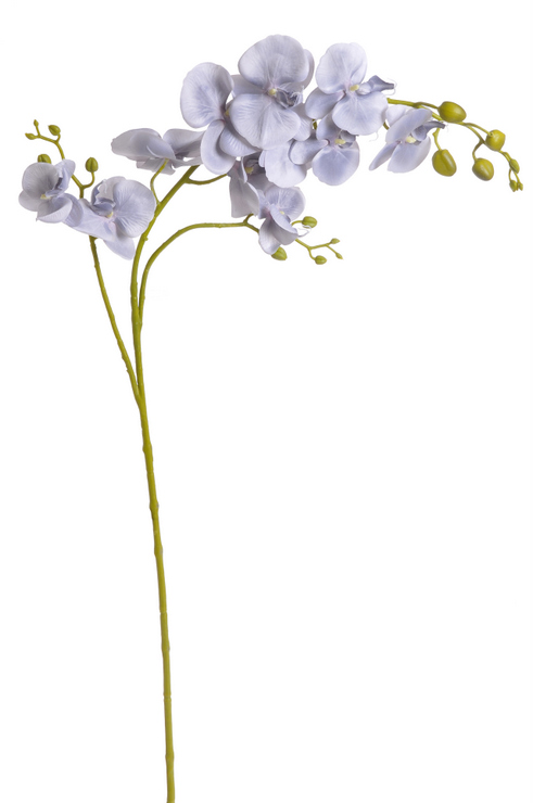 orchidej květy