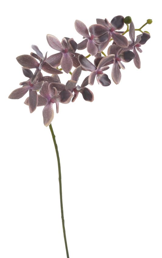 orchidej lata