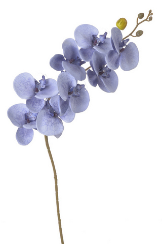 orchidej modrá
