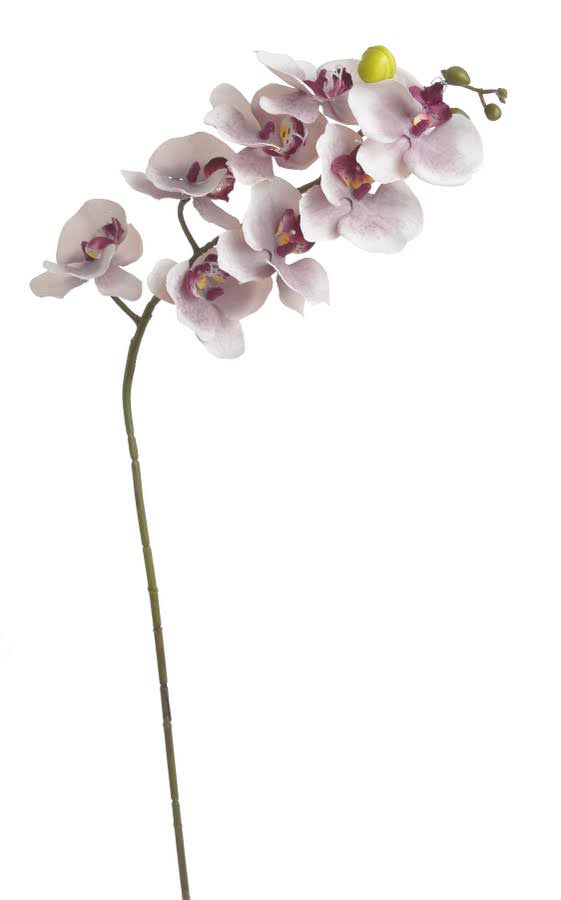 orchidej na stonku