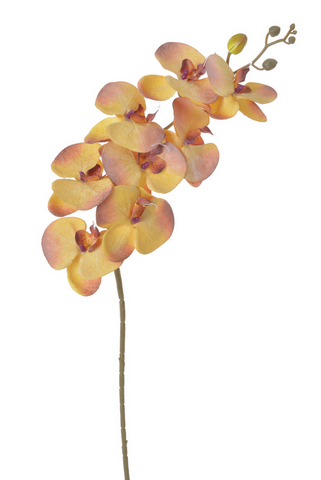orchidej oranžová