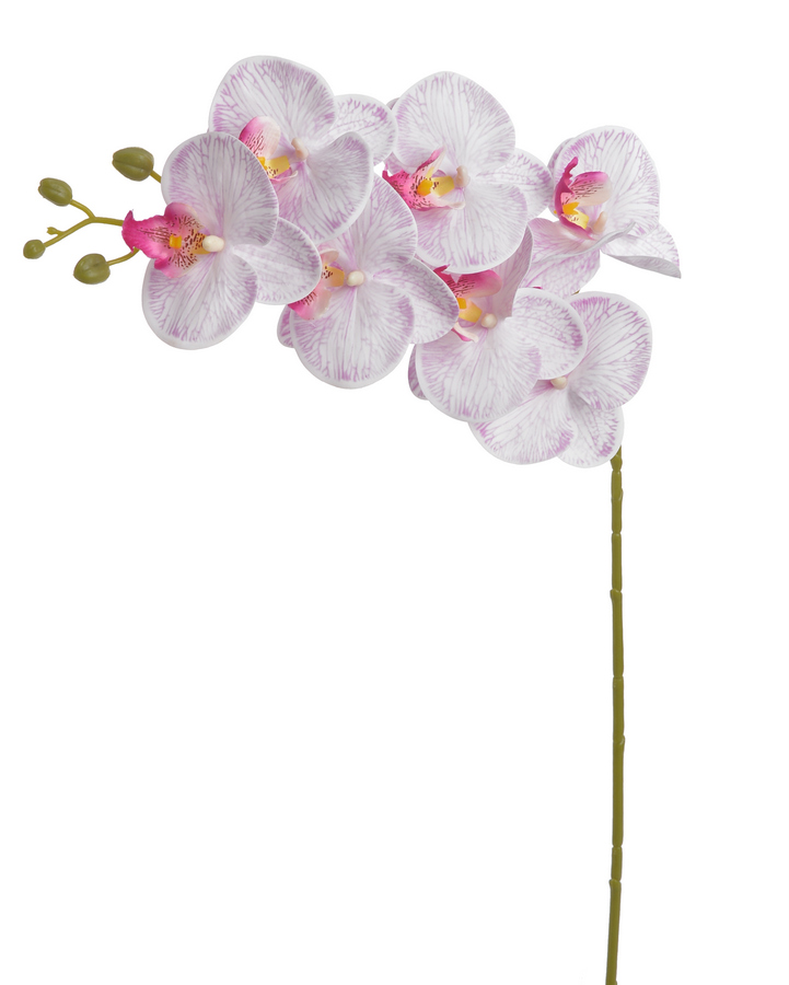 orchidej růžová
