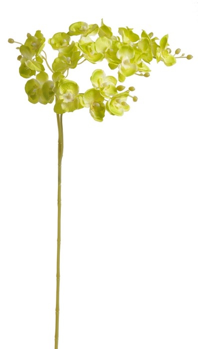 orchidej zelená