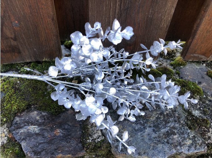 Vánoční květiny stříbrný buxus