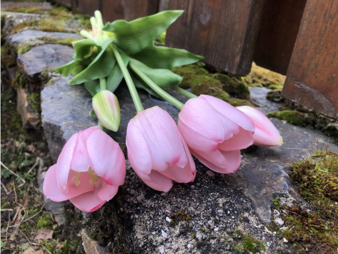 Tulipány