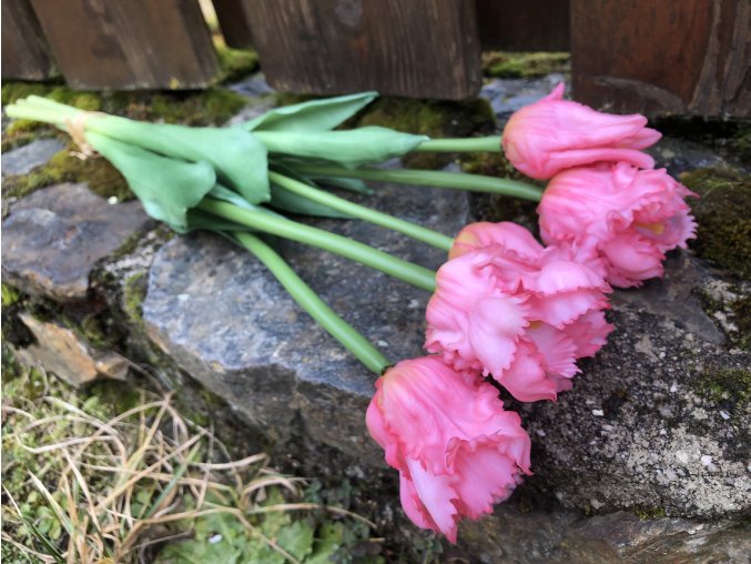 Tulipány