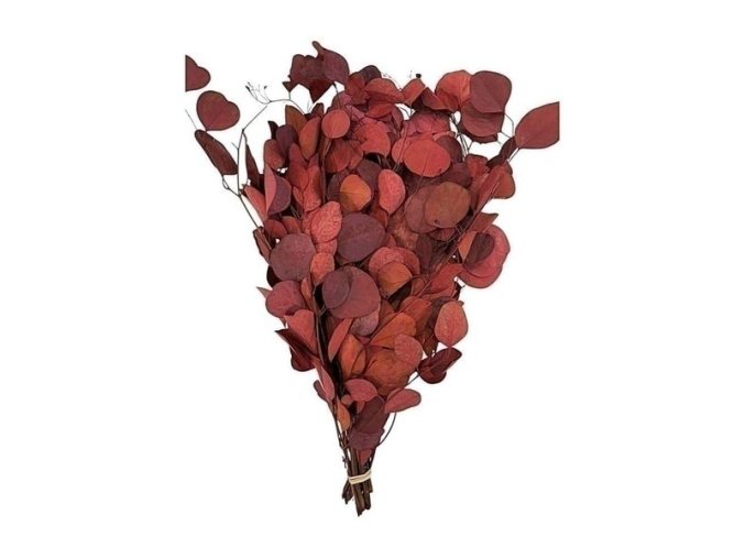 Stabilizovaný eukalyptus populus bordový 150 g