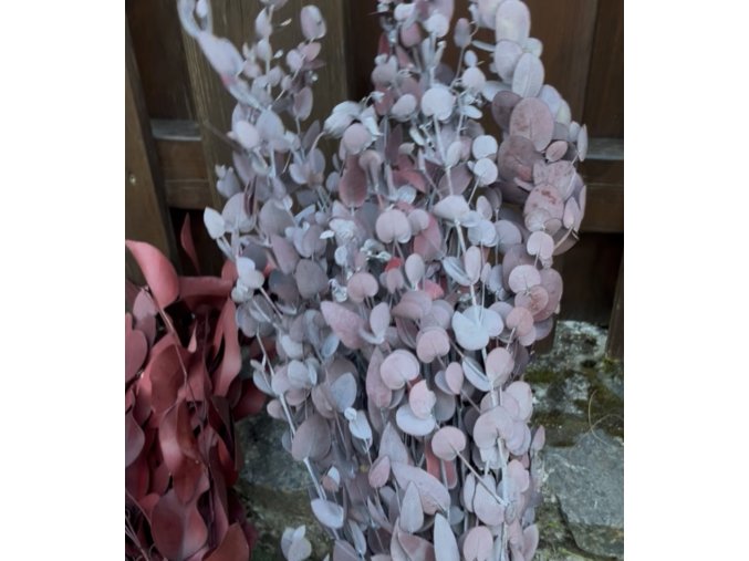 Stabilizovaný eukalyptus BABY BLUE FOLIAGE ABSORBTION RED SLEEVE 150 g