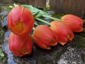 Tulipány